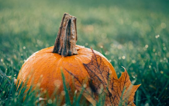 Not So Spooky Pumpkin Recipe Ideas